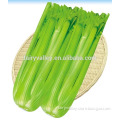 Hybrid high yield celery seeds for growing-Oliter
